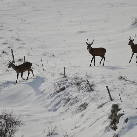 Rouge Sorbier * Font-Romeu-Odeillo-Via