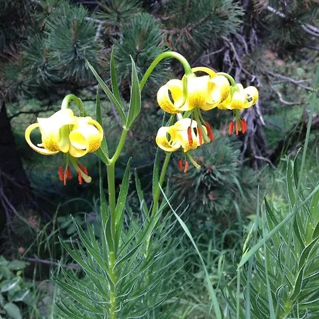 Lejlighed Rouge Sorbier Font-Romeu-Odeillo-Via