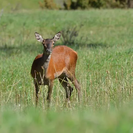 Rouge Sorbier Lejlighed
