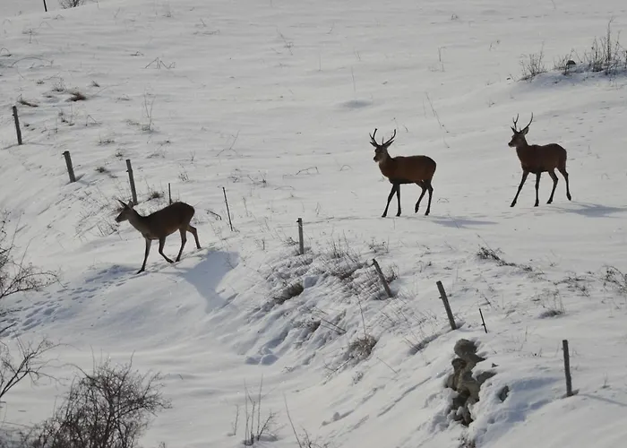 Rouge Sorbier * Font-Romeu-Odeillo-Via