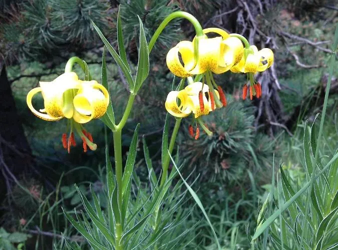 Apartamento Rouge Sorbier Font-Romeu-Odeillo-Via