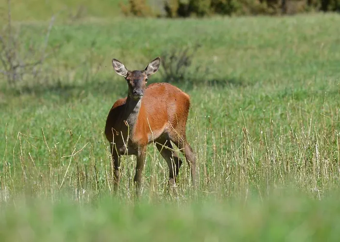Rouge Sorbier Apartamento